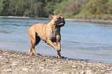 BULLMASTIFF 079